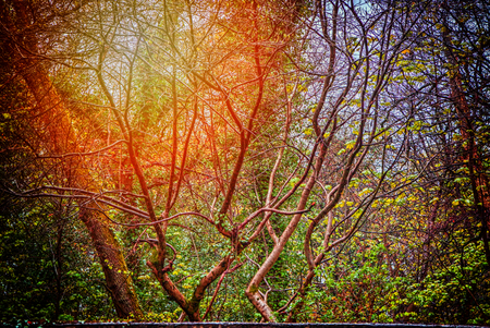 A shot of smoe abstract tree branchesの写真素材