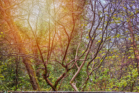 A shot of smoe abstract tree branchesの写真素材