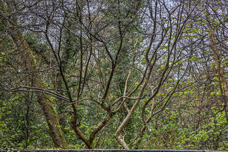 A shot of smoe abstract tree branches