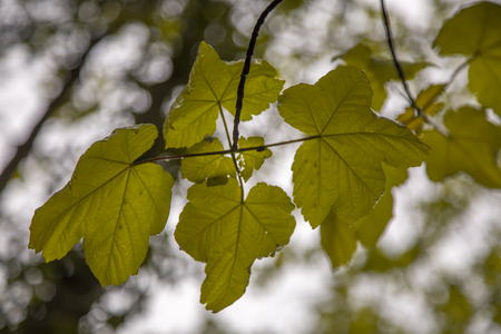 leaves, in, forrestの写真素材