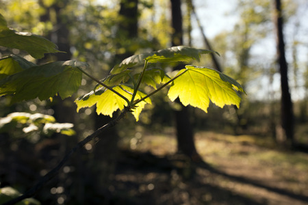 Mornig, sunkissed, leaves, in, forrest