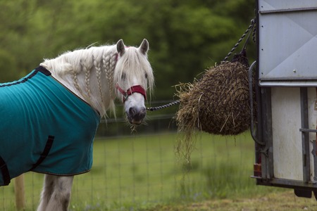 Shot of a White Horse eating Hayの写真素材