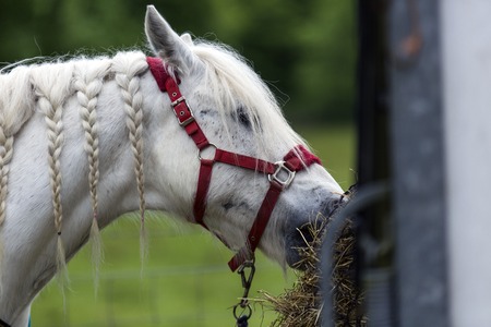 Shot of a pretty White Horse eating hayの写真素材