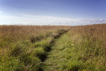 Shot of grassland over a sunny blue skyの写真素材
