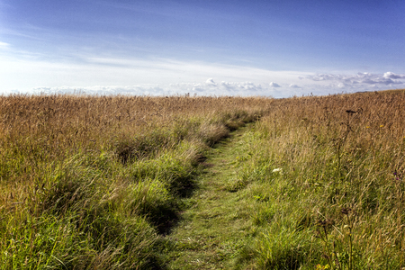Shot of grassland over a sunny blue skyの写真素材