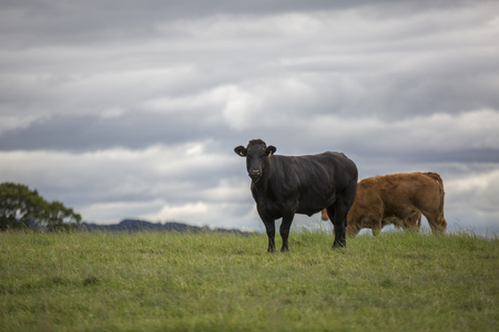 Shot of a Curious Cow in a fieldの写真素材