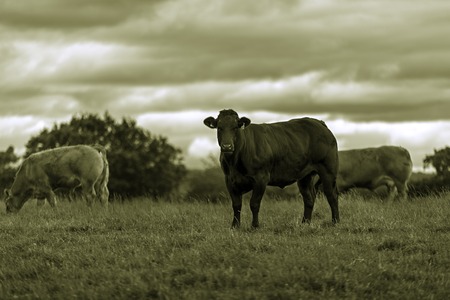 Shot of a Curious Cow in a fieldの写真素材