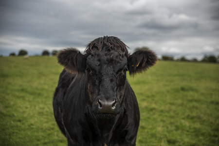 Shot of a Curious Cow in a fieldの写真素材