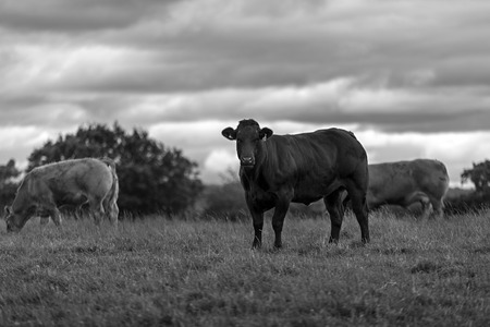 Shot of a Curious Cow in a fieldの写真素材