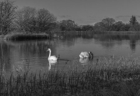 Swans swimming in a Scottish Lochの写真素材