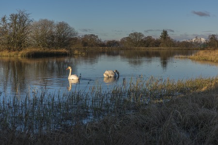 Swans swimming in a Scottish Lochの写真素材