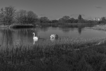 Swans swimming in a Scottish Lochの写真素材