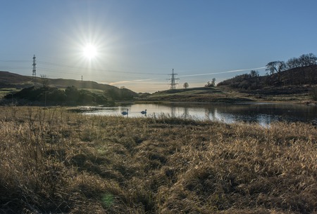 Swans swimming in a Scottish Lochの写真素材