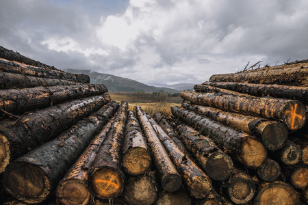 Close shot of stacked logsの写真素材