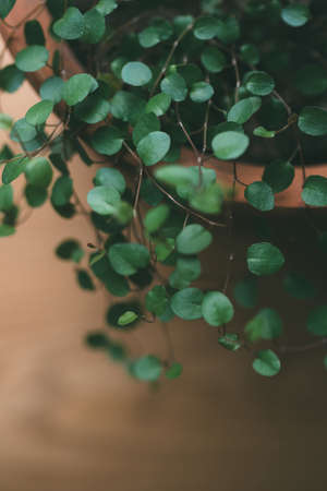 The green leaves of houseplant hang nicely from the pot, the top of the viewの写真素材