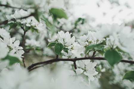 Beautiful apple blossom. Spring background with soft focus. Copy space for your textの写真素材