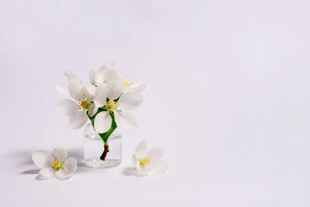 Spa natural cosmetic concept. White background with copy space for text.の写真素材