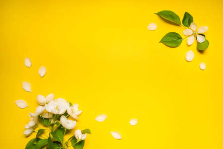 Beautiful spring apple flowers at yellow background. Frame composition. Copy space for text.の写真素材