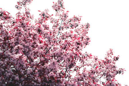 Beautiful apple blossom. Spring background with soft focus. Copy space for your text