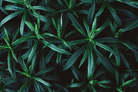 Beautiful dark background of tropical green leaves. Flat lay.の写真素材