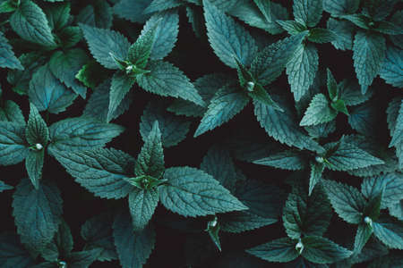 Beautiful dark background of green leaves. Flat lay.の写真素材