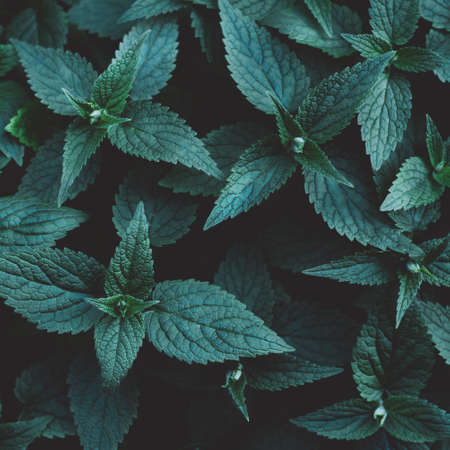 Beautiful dark background of green leaves. Flat lay.の写真素材