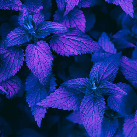 Beautiful dark background of green leaves in trendy neon light.の写真素材