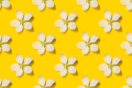 Beautiful spring apple flowers at yellow background. Spring-summer concept.の写真素材
