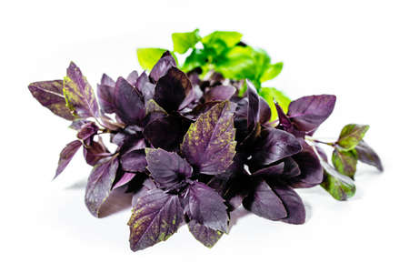 Fresh green and purple Basil isolated on white background.の写真素材