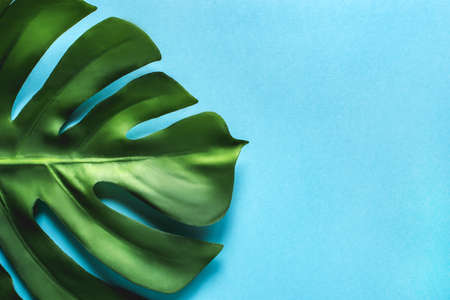 Monstera leaf on a blue background. Flat lay, top view. Place for your text.の写真素材