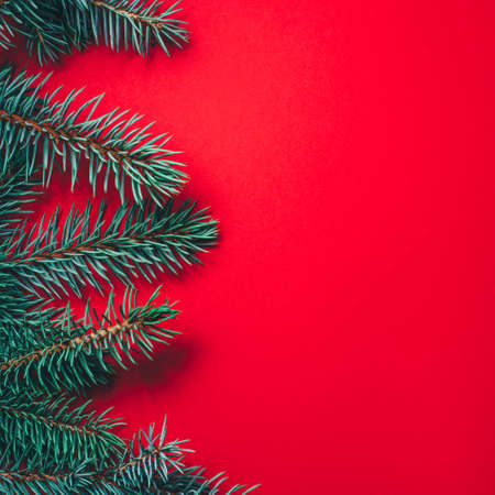 Fir branches on red background. Christmas wallpaper. Flat lay, copy space.の写真素材