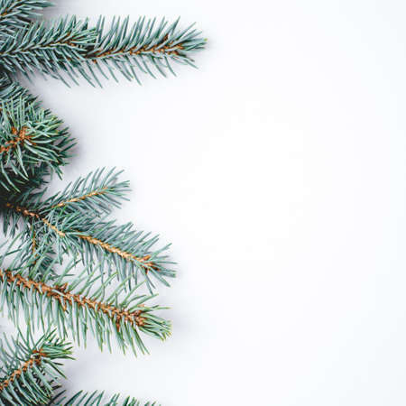 Fir branches on white background. Christmas wallpaper. Flat lay, copy space.の写真素材