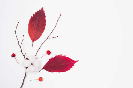 Autumn composition with fallen red leaves, branches and cotton flower. The view from the top. Minimal concept. Copy space.の写真素材