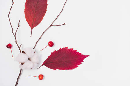 Autumn composition with fallen red leaves, branches and cotton flower. The view from the top. Minimal concept. Copy space.の写真素材