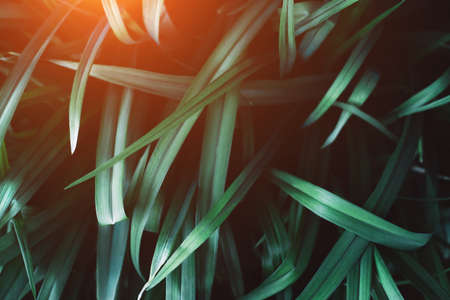 Beautiful dark background of green leaves. Top view.の写真素材