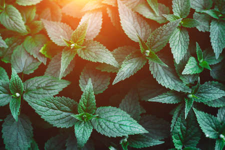 Beautiful dark background of green leaves. Top view.の写真素材