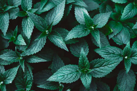 Beautiful dark background of green leaves. Top view.の写真素材