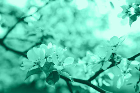 Beautiful apple blossom. Green toned spring background with soft focus. Copy space for your text.の写真素材