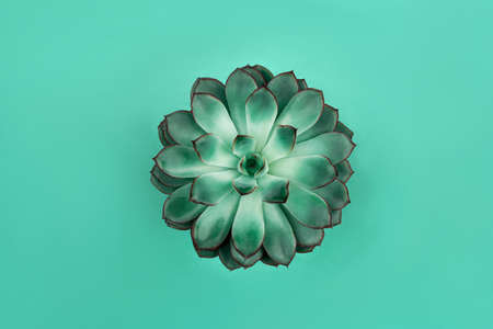 Beautiful green succulent on mint background. Flat lay, top view.の写真素材