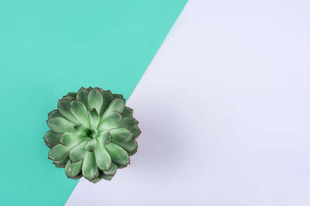 Beautiful green succulent on geometric mint and white background. Flat lay, top view. Copy space for text.の写真素材