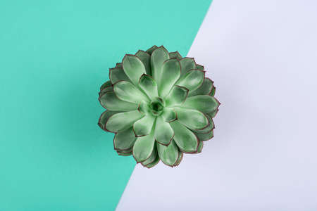 Beautiful green succulent on mint background. Flat lay, top view.の写真素材