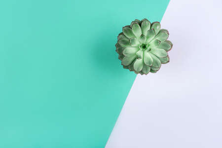 Beautiful green succulent on mint background. Flat lay, top view. Copy space for your text.の写真素材