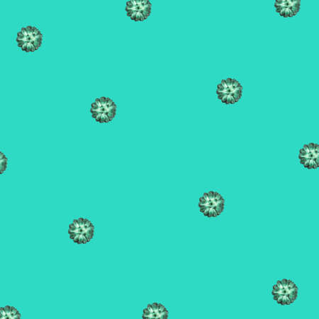 Pattern made beautiful green succulent isolated on white background. Flat lay, top view.の写真素材