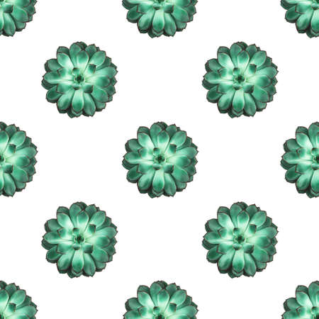 Pattern made beautiful green succulent isolated on white background. Flat lay, top view.の写真素材
