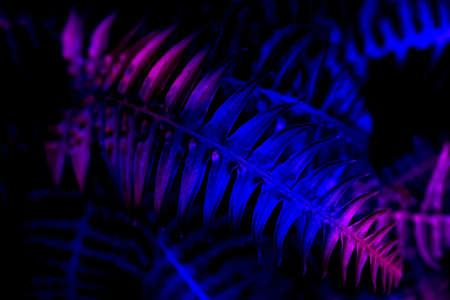 Beautiful dark background of tropical leaf in trendy neon light.の写真素材