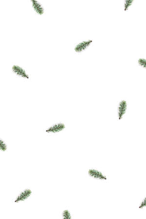 Christmas pattern of a branch of fir isolated on white background. Flat lay, top view.の写真素材