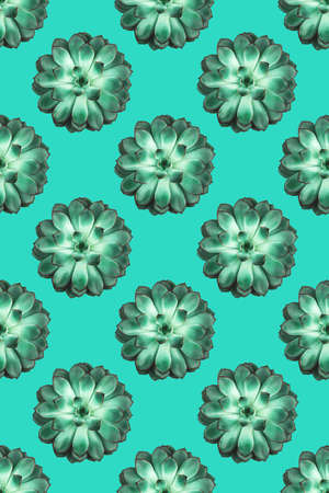 Pattern made beautiful green succulent on mint background. Flat lay, top view.の写真素材