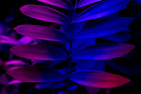 Beautiful dark background of tropical leaf in trendy neon light.の写真素材