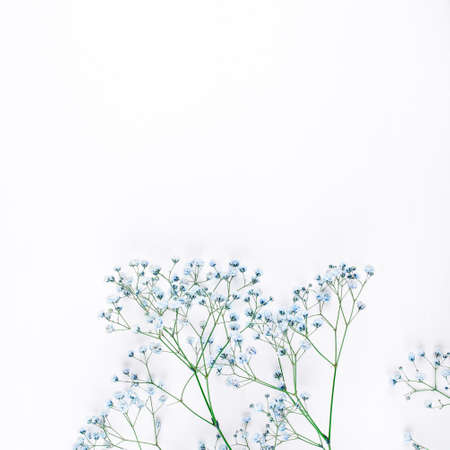 Beautiful flower background of blue gypsophila flowers. Flat lay, top view. Floral pattern.の写真素材