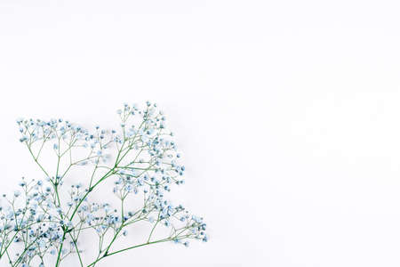 Beautiful flower background of blue gypsophila flowers. Flat lay, top view. Floral pattern.の写真素材